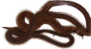 Product image thumb